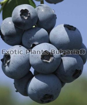 Blueberry Brigitta- 2 ltr