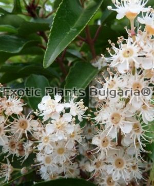 Prunus lusitanica 'Angustifolia' - 3 ltr.
