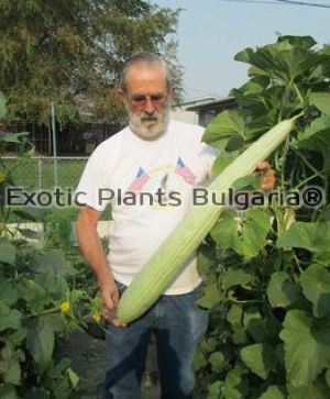 Armenian cucumber - 1 ltr. pots