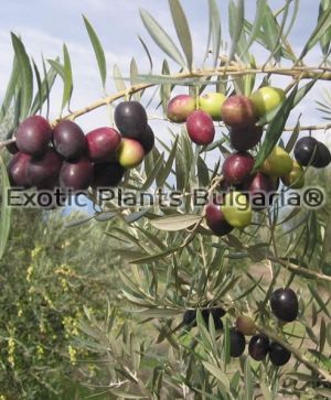 Olive tree Piqual - 3 ltr