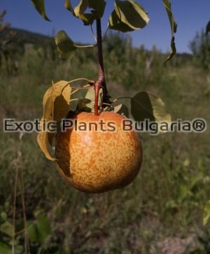 Pear (Pyrus) Benita ® Rafzas - 4 ltr