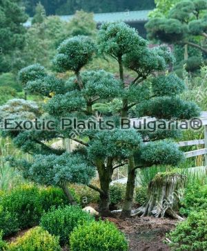 Pinus parviflora "NEGISHI" - 2 ltr.pots