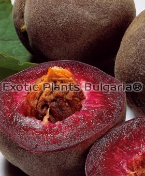Peach Sanguine de Savoie - bare root