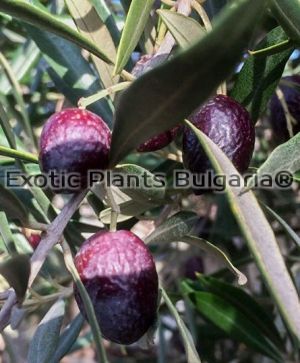Olive tree Baku 17 - 5 ltr