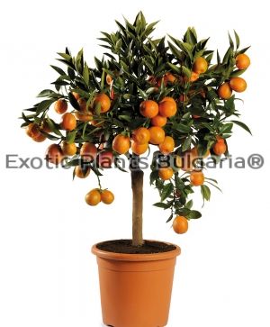 Citrus Kucle (Fortunella margarita x Citrus clementina) - 10 ltr.