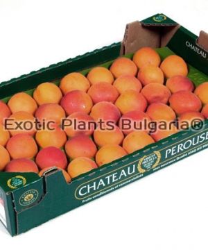 Apricot  LILY COT ® - 7.5 ltr.