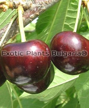 Cherry NIMBA - SMS 290 - 3 ltr./ растения в 3 литрови саксии