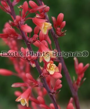 Hesperaloe parviflora - 4 ltr