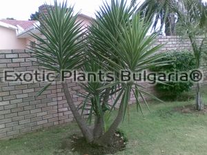 Yucca Aloifolia -  15 ltr. pots