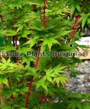Acer palmatum 'Red Wood - 3 ltr