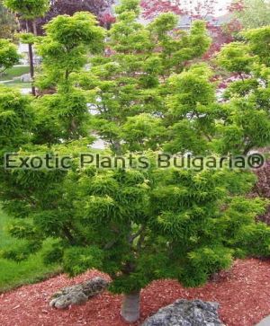 Acer palmatum 'Shishigashira'- 3 ltr