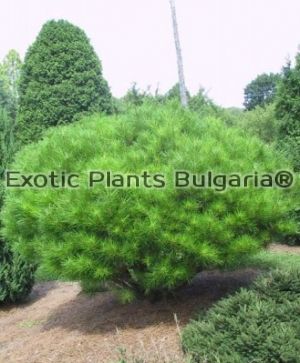 Pinus densiflora 'ALICE VERKADE' - 2 ltr