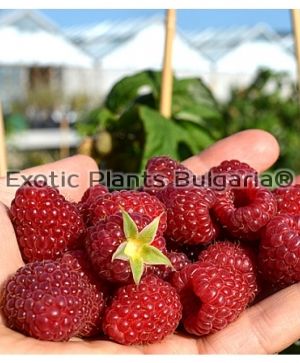 Raspberry  Berberanza - 1.5 ltr
