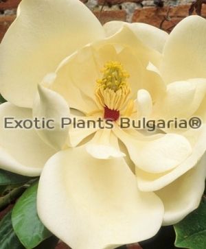 Magnolia grandiflora 'Exmouth' - 2 ltr