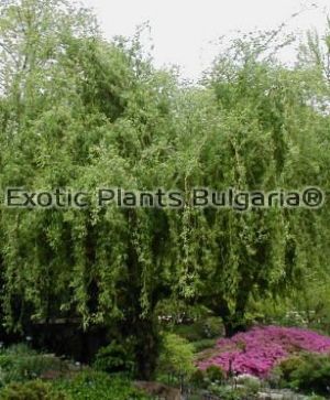 Salix matsudana 'Tortuosa' - 5 lit. pots