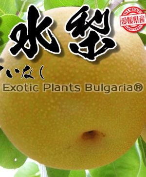 Apple Pear - Hosui - bare root