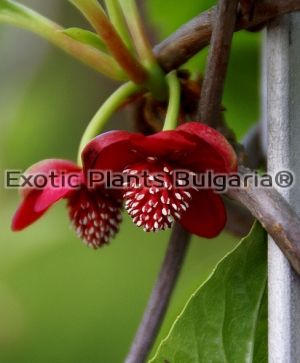 Schisandra grandiflora - 1.5 ltr