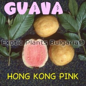 Guava - Hong Kong Pink - 3 ltr