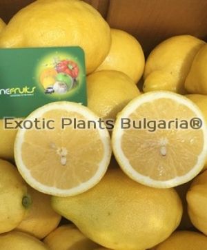 Citrus Lemon Verna - 4 ltr