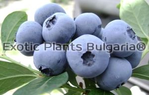 Blueberry  Legacy