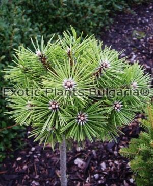 Pinus nigra 'Gaelle Bregeon' - 2 ltr