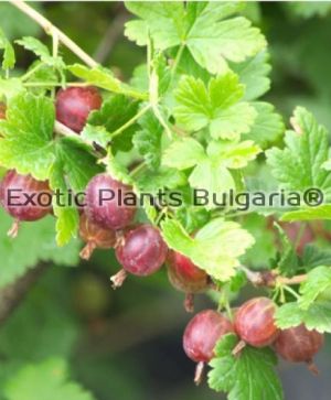 Ribes uva-crispa 'Worcesterberry'