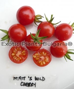 Matt's Wild Cherry - tomato