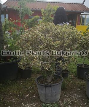 Ilex Aquifolium Variegata - 55 ltr