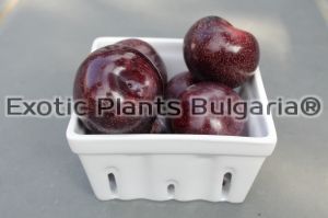 Pluot - PC® Plumogranate Plumcot - 4,5 ltr pots