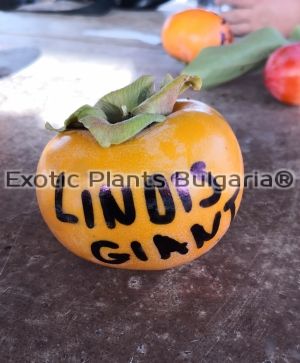 Japanese persimmon Lindys Giant