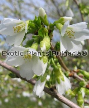 Prunus incisa Midori-zakura - 3 ltr