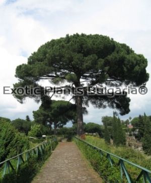 Pinus Pinea - 25 ltr. pots