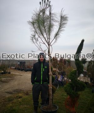 Pinus Pinea - 35 ltr. pots