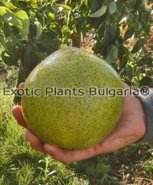 Pear Turnbull Giant - 2 ltr