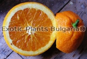 Citrus × sinensis Newhall - 4 ltr. pots