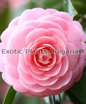 Cammelia Pink Perfection 5 ltr