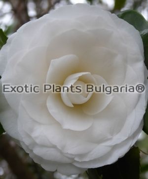 Camellia japonica White By The Gate 5 ltr