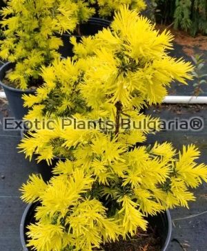 Taxus baccata Repens Aurea - 3 ltr