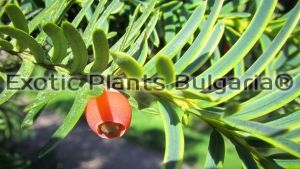 Taxus baccata Dovastonii Aurea - 5 ltr