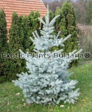 Picea pungens Edith - 2 ltr
