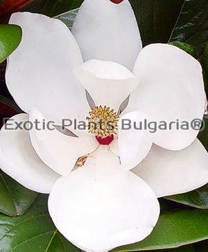 Magnolia grandiflora Teddy Bear - 30 ltr. (150 cm +)