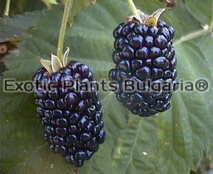 Blackberries Loch Ness Thornless Nessy®