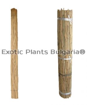 Бамбукови пръчки / Tonkin bamboo - 100 pcs ( 8-10мм ) - 120 см