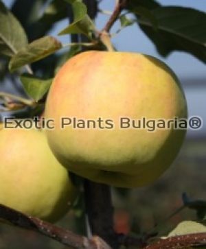 Apple Bionda® Patrizia - 2 ltr