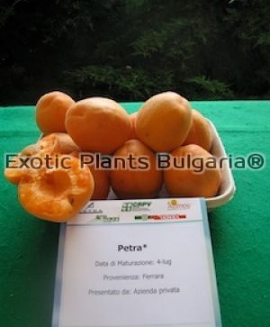 Apricot Petra / кайсия сорт Петра