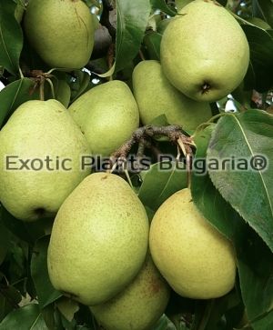 Asian pear hybrid Isadora - 2 ltr