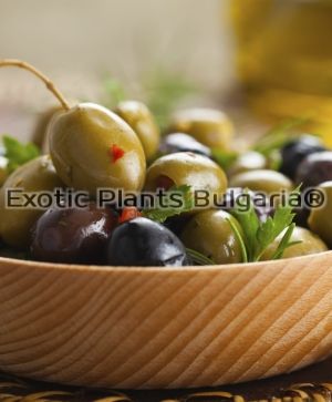Olive tree - Halkidiki - 130/150 cm