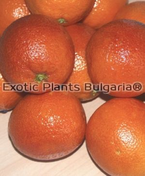 Citrus × sinensis  'Maltaise Sanguine'