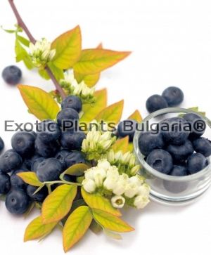 Blueberry Yello Berryblue® 'Andval1601' - 2 ltr.