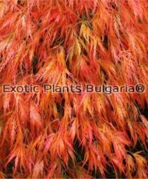 Acer palmatum dissectum Orangeola - 2 ltr